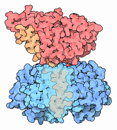 コレラ毒素（PDB:1xtc） 青が標的細胞に結合する部分、赤が有毒酵素部分