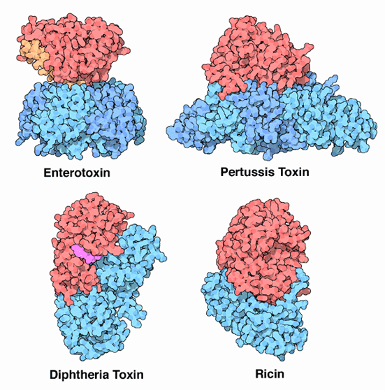 左上：大腸菌のエンテロトキシン（PDB:1ltb） 右上：百日咳毒素（PDB:1prt） 左下：ジフテリア毒素（PDB:1mdt） 右下：トウゴマのリシン（PDB:2aai）