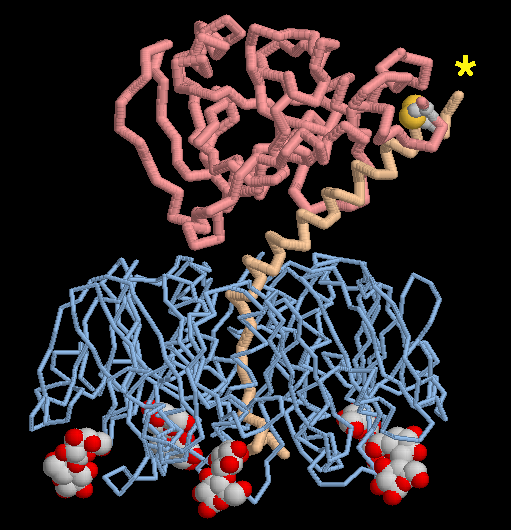 大腸菌のエンテロトキシン（PDB:1ltt） ピンクは毒性部分、青は標的結合部位、黄褐色は２つのドメインをつなぐ部分、球はラクトース