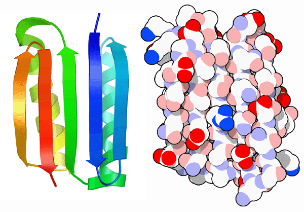 人工設計タンパク質Top7（PDB:1qys）　左はリボン形式、右は空間充填形式で表示