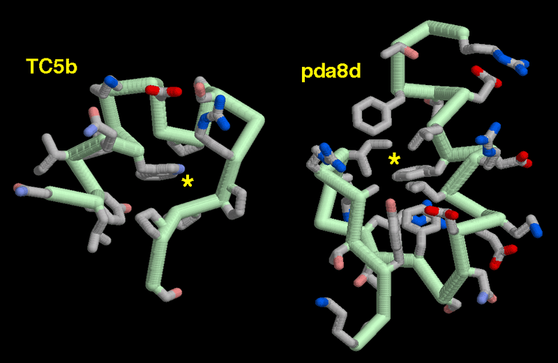 左：TC5b（PDB:1l2y） 右：pda8d（PDB:1psv）