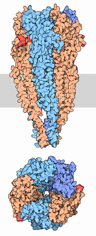 シビレエイ類の電気器官から得られたアセチルコリン受容体（PDB:2bg9）２本のα鎖（橙）中にある赤色部分はアセチルコリン結合部位。下は細胞外側から見た図。