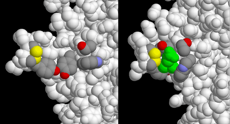左：アセチルコリン受容体のアセチルコリン結合部位（PDB:2bg9）　右：アセチルコリンが結合したアセチルコリン結合タンパク質（PDB:1uv6、緑がアセチルコリン）