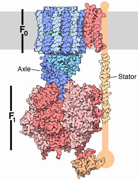 ATP合成酵素、F0モーター（青、PDB:1c17）、F1モーター（赤、PDB:1e79）、固定子の断片（橙、PDB:2a7u、1l2p）。膜は灰色でおおよその位置を示す。