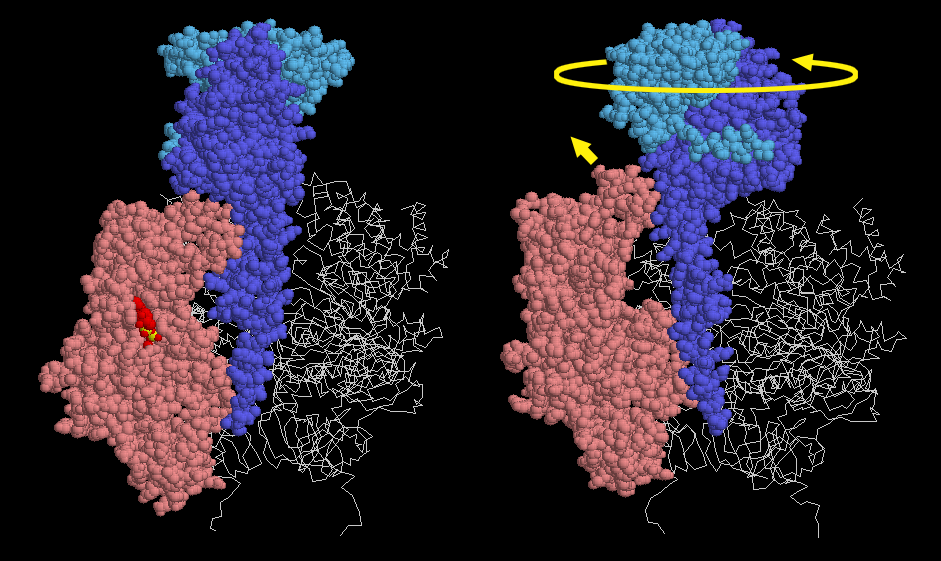 ATP合成酵素のF1サブユニット（1e79）　左はADP結合段階にあるサブユニットを、右はATP解放段階にあるサブユニットを赤で示した。