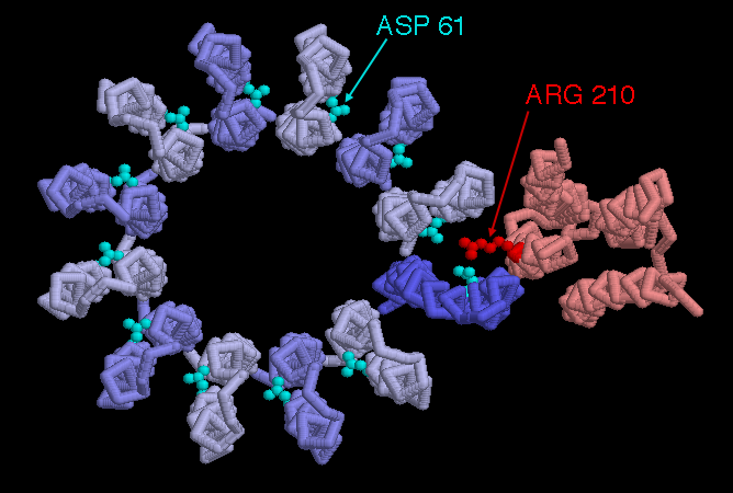 ATP合成酵素のF0モーター（PDB:1c17）。
