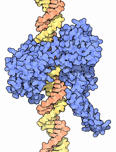 I型トポイソメラーゼと２本鎖DNA（PDB:1a36）　青がトポイソメラーゼ、黄と橙がDNA鎖