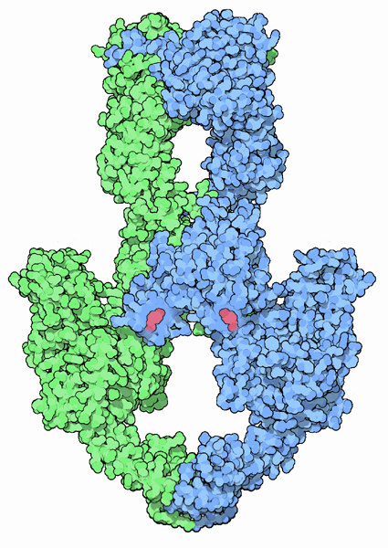 II型トポイソメラーゼ（上：PDB:1ei1、下：PDB:1bgw）赤はDNAと共有結合を形成して保持するチロシン残基