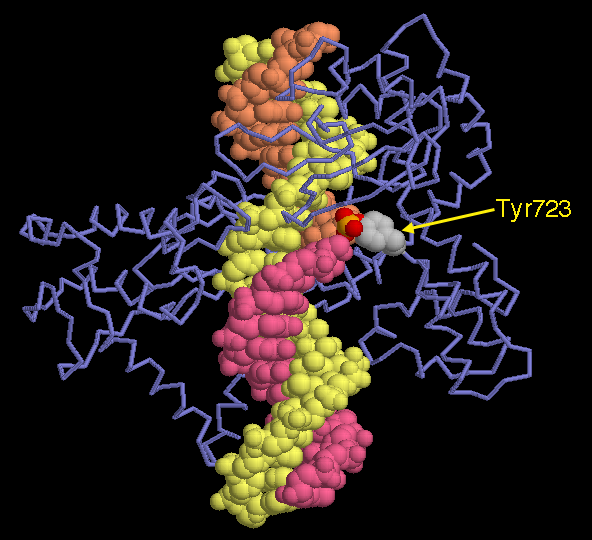 I型（PDB:1a31）723番残基のチロシンがDNA鎖のリン酸基と共有結合を形成している。