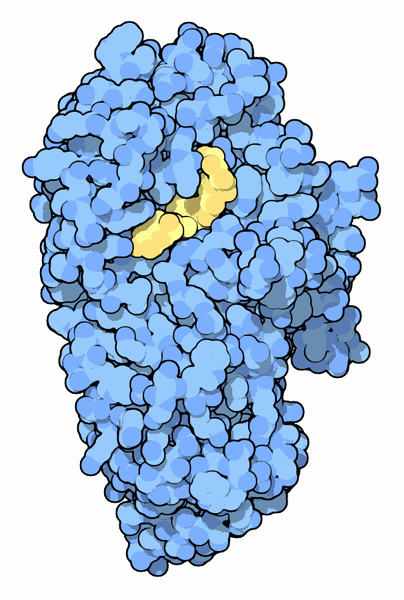 α-アミラーゼ（PDB:1ppi）　中央にある黄色の分子は基質の糖