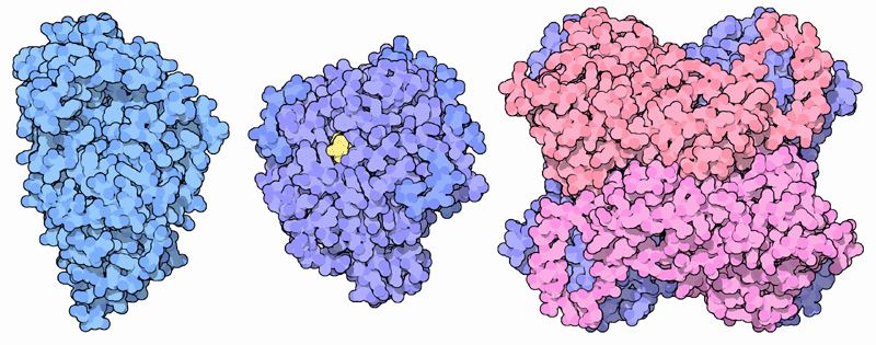 左：コウジカビのアミラーゼ（PDB:2taa）　中央：グルコアミラーゼ（PDB:1dog） 右：グルコース異性化酵素（PDB:4xia）