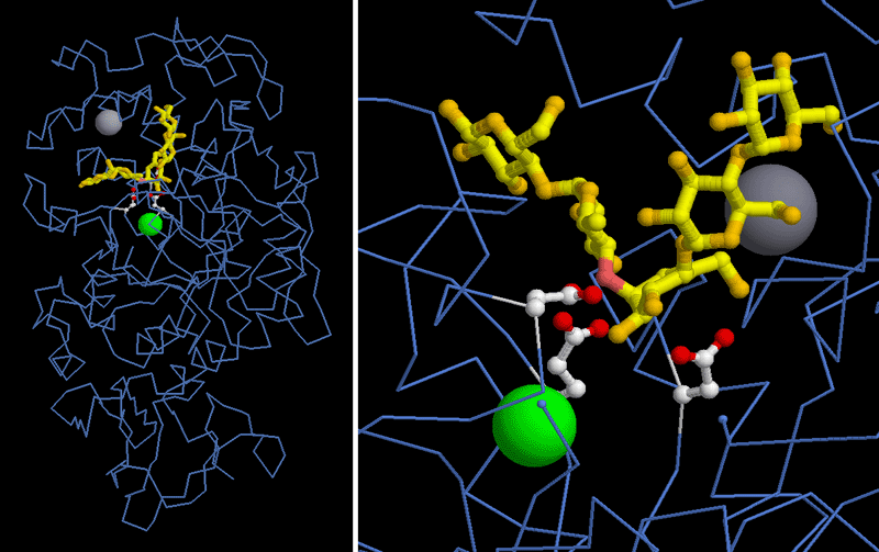 α-アミラーゼ（PDB:1ppi）　灰色の球はカルシウムイオン、緑の球は塩化物イオン、黄と橙の分子は糖、ピンクは糖切断部位、右は左の活性部位を拡大表示したもの。