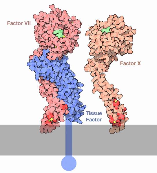 左：組織因子と第VII因子（PDB:1dan）　右：第X因子（PDB:1xka、1IOD）