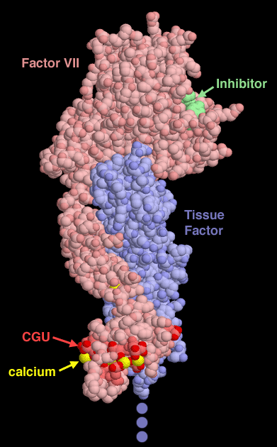 組織因子と第VII因子（PDB:1dan）　青が組織因子、赤が第VII因子、底部にはカルシウムイオン（黄）を捕獲する修飾グルタミン酸（CGU、濃赤）が、上部には凝血阻害剤（緑）が見える。