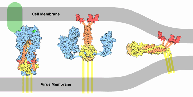 赤血球凝集素とウイルス感染。左）標的細胞の細胞膜にある糖（緑）に結合（PDB:1hge）、中央）酸性条件下で融合ペプチドが突き出た形に変化（PDB:1htm、PDB:1ibn、PDB:2vir）、右）細胞膜とウイルス膜を近寄せてた状態（PDB:1qu1）