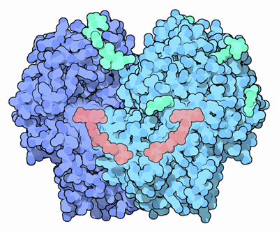 アオカビ類のグルコース酸化酵素（PDB:1gpe）