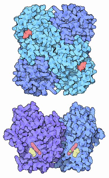上：NADを補因子として用いる細菌のグルコース酸化酵素（PDB:1gco）　下：ピロロキノリンキノンを補因子として用いる細菌のグルコース酸化酵素（PDB:1cq1）