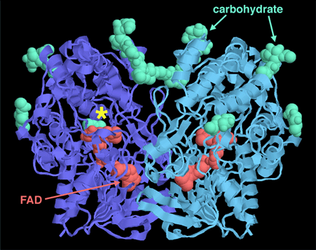 アオカビ類のグルコース酸化酵素（PDB:1gpe）中央の赤い分子は補因子FAD、周辺の緑の分子は糖類