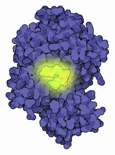 ゲンジボタルのルシフェラーゼ（PDB:2d1s）