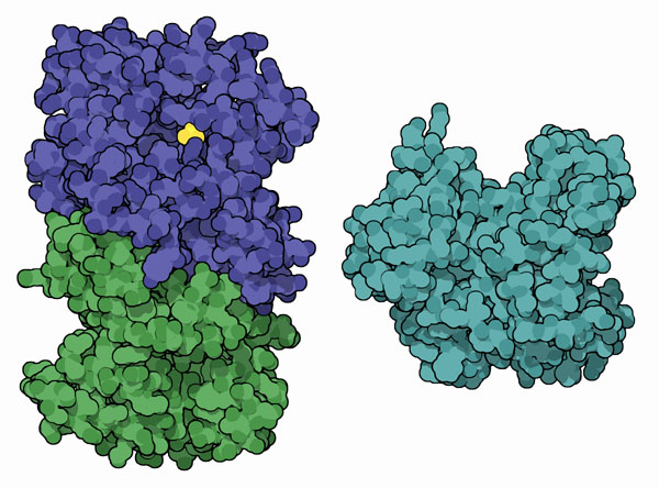 左：細菌のルシフェラーゼ（PDB:1brl）　右：渦鞭毛虫のルシフェラーゼ（PDB:1vpr）