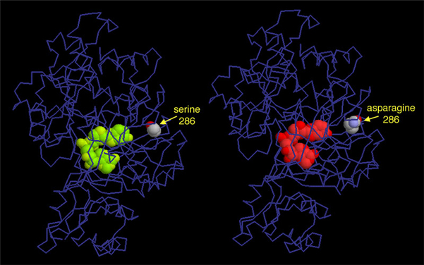 ゲンジボタルのルシフェラーゼ（左：通常の緑黄色蛍光性のもの（PDB:2d1s）　右：赤色蛍光性の変異体（Ser286→Asn、PDB:2d1t））