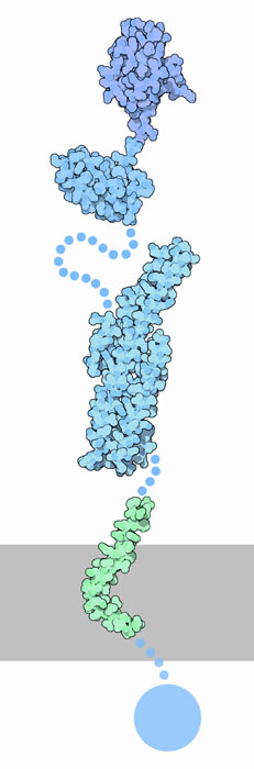 アミロイドβ前駆体タンパク質の細胞外ドメイン（上から、PDB:1mwp、PDB:1owt、PDB:1rw6）と細胞貫通ペプチド（PDB:1iyt）