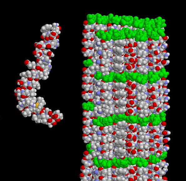 アミロイドβ前駆体タンパク質の細胞貫通ペプチド（PDB:1iyt）