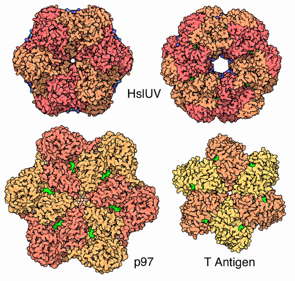 上：細菌のAAA+プロテアーゼHslUV（左 PDB:1yyf、右 PDB:1g3i）　左下：膜輸送に関係するタンパク質複合体をほどくp97　右下：DNA２重らせんをほどくシミアンウイルス40のT抗原の一部（PDB:1svm）