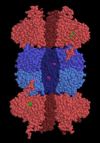 細菌のHslUV（PDB:1g3i）空洞中心が見えるよう手前のサブユニット２つを除去。上下の赤い部分はAAA+ ATPサブユニット、中央