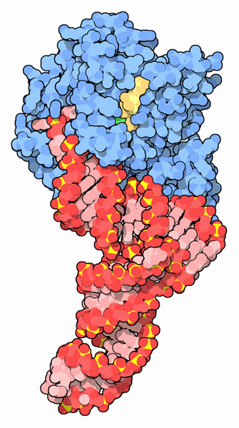 伸長因子EF-Tu（青）と運搬RNA（赤）の複合体（PDB:1ttt）