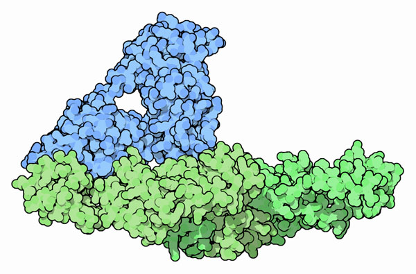 伸長因子EF-Tu（上、青）とEF-Ts（下、緑）（PDB:1efu）