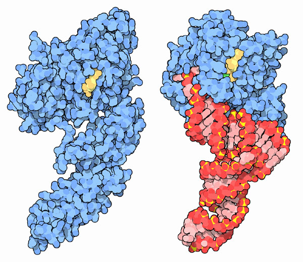 左：伸長因子EF-G（PDB:1dar）　右：伸長因子EG-Tuと運搬RNAの複合体（PDB:1ttt）