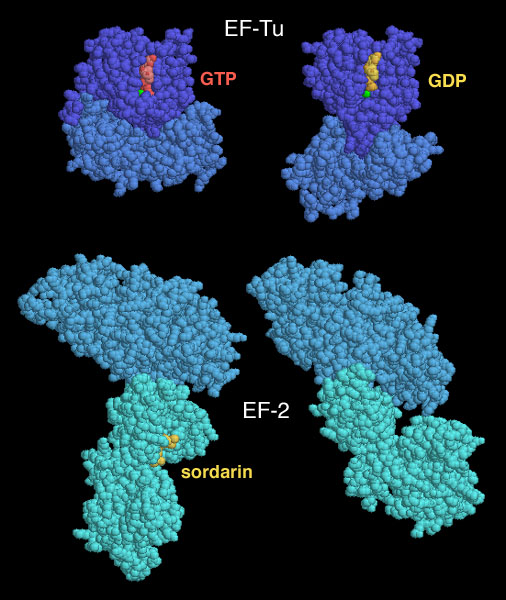 左上：GTPが結合した伸長因子EF-Tu（PDB:1etf）　右上：GDPが結合した伸長因子EF-Tu（PDB:1tui）　左下：ソルダリンが結合した酵母のEF-2（PDB:1n0u）　右下：ソルダリンが結合していない酵母のEF-2（PDB:1n0v）