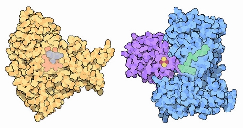 左：ステロール合成を行う結核菌のシトクロムp450（PDB:1ea1）　右：コレステロールの合成を行うシトクロムp450（PDB:1e6e）