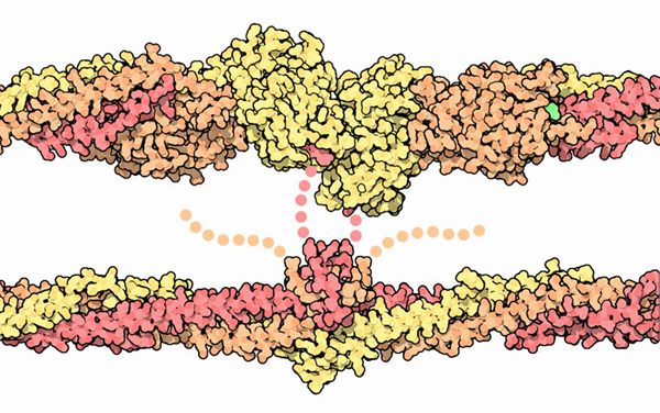 フィブリン分子間の相互作用（PDB:1fzc）