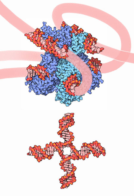 バクテリオファージ由来のラムダインテグラーゼ（PDB:1z1g、上：酵素DNA複合体、下：DNAのホリデージャンクション構造）