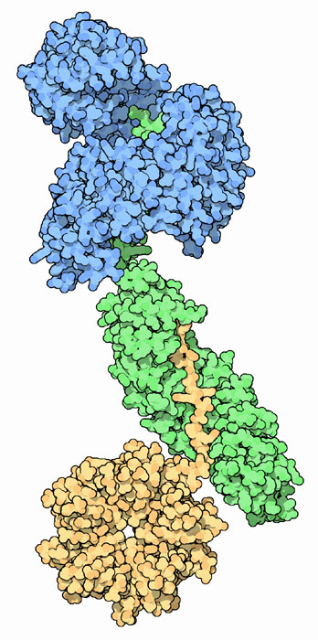 インポーチンβ（青・上、PDB:1qgk）、インポーチンα（緑・中央、PDB:1ee5）、ヌクレオプラスミン（黄・下、PDB:1k5j）