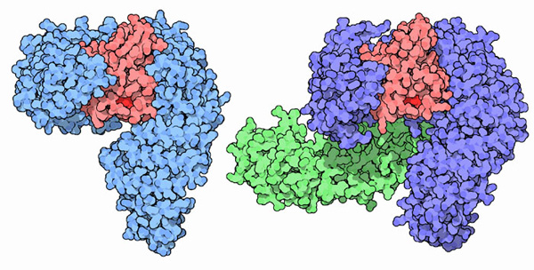 左：インポーチンβとRanの複合体（PDB:2bku）　右：インポーチンα、Ran、CASの複合体（PDB:1wa5）