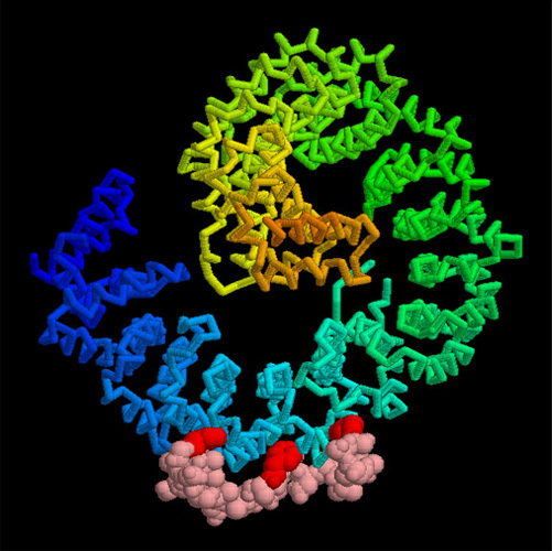 インポーチンβと核孔タンパク質の一部（PDB:2bpt）虹色の管はインポーチン、球は核孔タンパク質の一部で、赤い球はフェニルアラニン