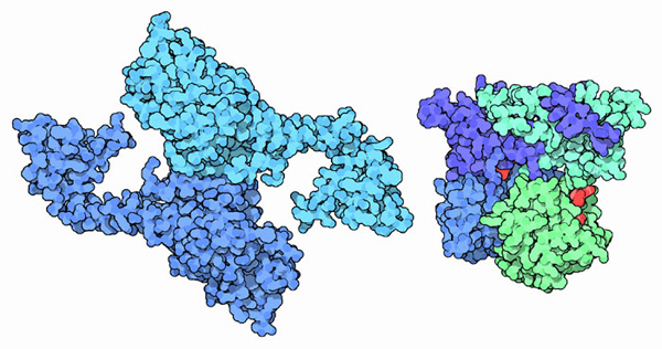 左：脱アデニル化リボヌクレアーゼ（PDB:2a1s） 右：脱キャップ酵素（PDB:1st0）