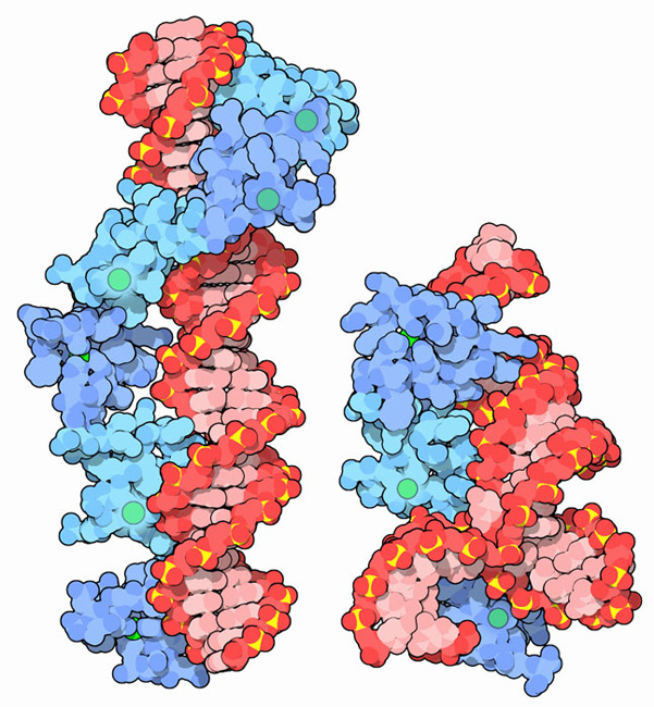 ジンクフィンガー（青）とDNA（赤）（左：PDB:1tf6、右：PDB:1un6）