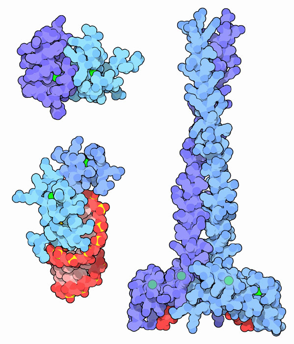 ジンクフィンガーの例。（左上）GATA-1とFOG-1由来（PDB:1y0j）、（左下）HIV-1ヌクレオカプシド（PDB:1a1t）、（右）EEA1（PDB:1joc）