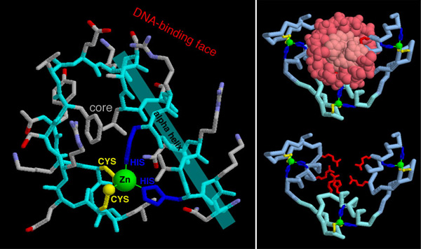 左：典型的なジンクフィンガー（PDB:1znf）　右：DNA結合タンパク質（PDB:1zaa、下は上からDNA（赤い球）だけを取り除いたもの）