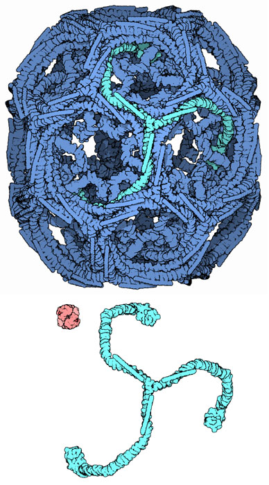 （上）36量体のクラスリン（PDB:1xi4） （左下の赤い分子）ヘモグロビン （右下の青い分子）クラスリンの構成要素である三脚