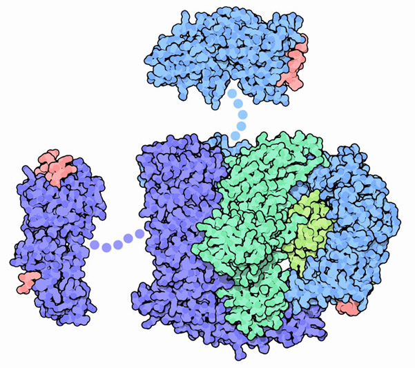 アダプタータンパク質AP-2（PDB:2vgl）と２つの添加分子（上：PDB:1ky7、左：PDB:2g30）