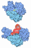 Aconitase and Iron Regulatory Protein 1
