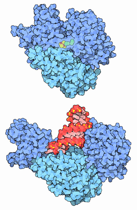 上：細胞基質型アコニターゼと鉄硫黄クラスター（PDB:2b3y）　下：鉄制御タンパク質１とRNA（PDB:2ipy、赤がRNA）