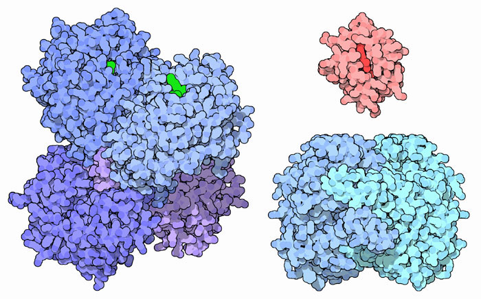 左：レチナール脱水素酵素（PDB:1o9j、緑は補因子であるNADH） 右上：チトクロムc（PDB:3cyt） 右下：リン酸グルコース異性化酵素（PDB:2pgi）