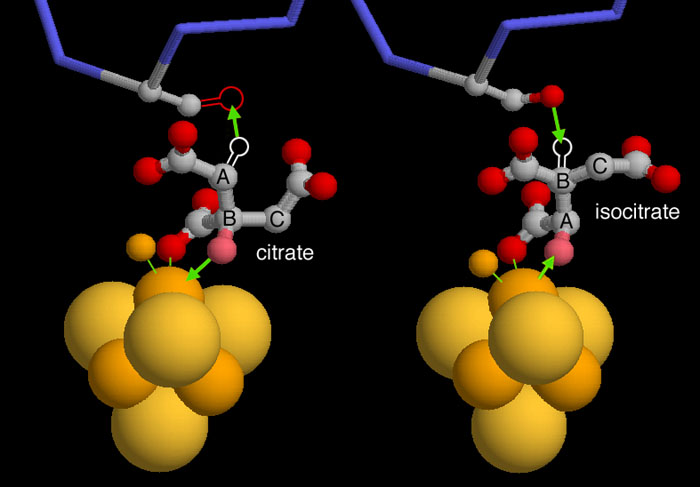 クエン酸異性化の機構。左：クエン酸の水素とヒドロキシル基がアコニターゼのセリンと鉄硫黄クラスターによって取り出されれる（PDB:1c96、本来あるべきセリンの酸素は、アラニンに置換されているためない）　右：クエン酸が上下反転して水素とヒドロキシル基が別の場所に付け戻されイソクエン酸ができる（PDB:7acn）