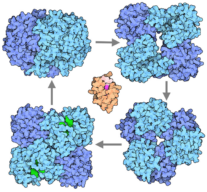 細菌由来の脂肪酸合成酵素（PDB:1kas,1I01,1U1Z,1DFG）とアシル輸送タンパク質（中央、PDB:2fae）